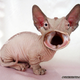 Illustration for article titled Yikes, these animal hybrids are so hilariously terrifying
